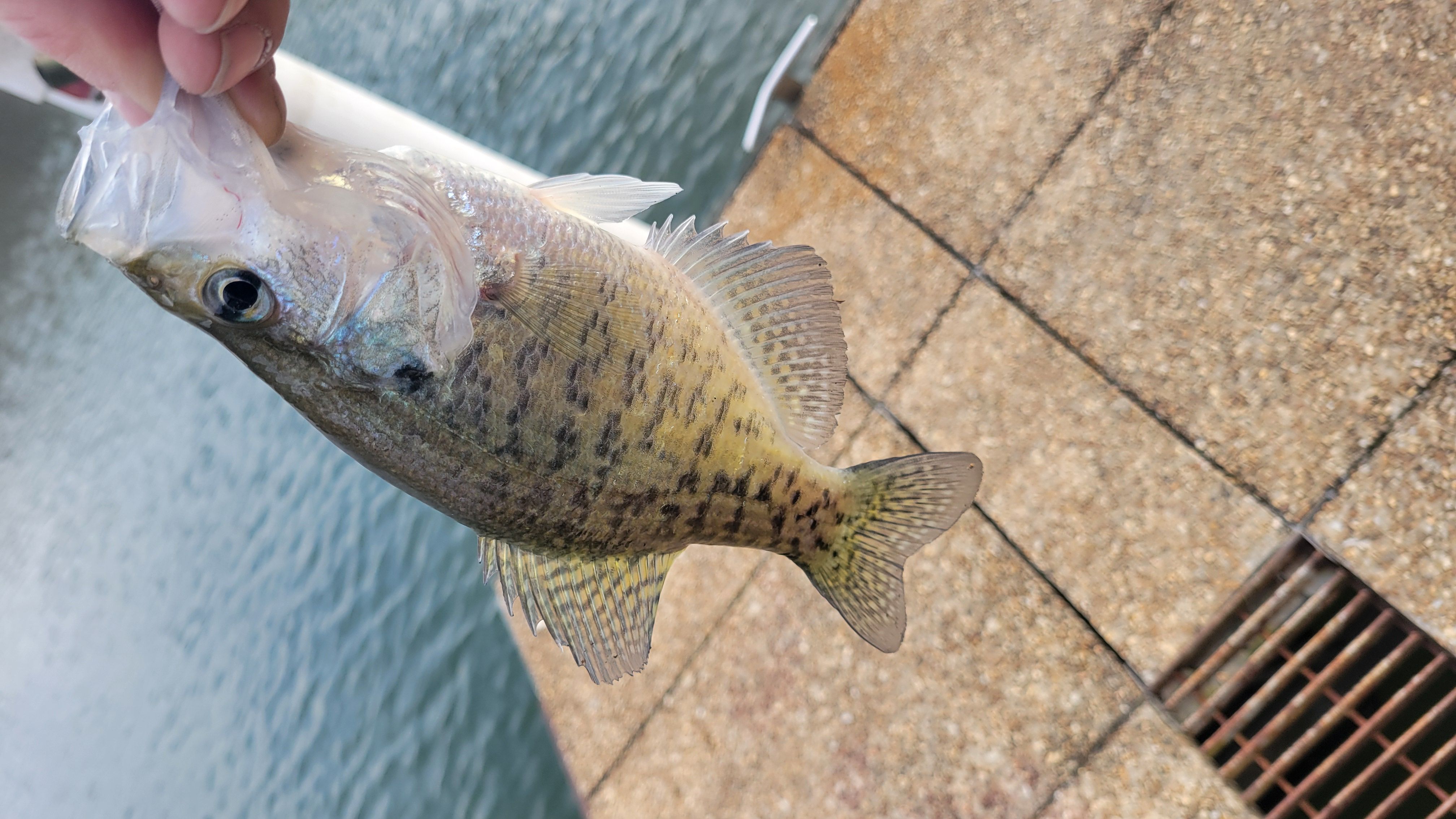 black friday sales fishing reels Black Friday Sale!!! All Reels And Rods on Sale Now | Okiaya Fishing Rods